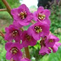 Bergenia x fleur